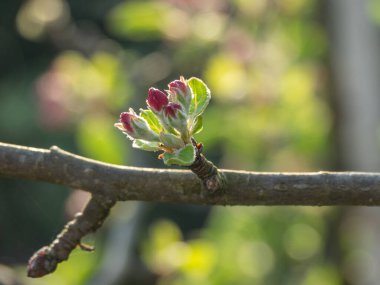 Westphalia 'da yaz zamanı