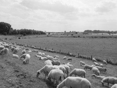 Ren Nehri 'ndeki hendek.