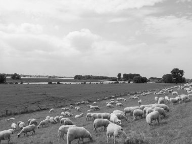 Ren Nehri 'ndeki hendek.