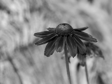 Hollanda 'daki bahçe