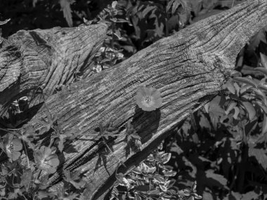 Hollanda 'daki bahçe