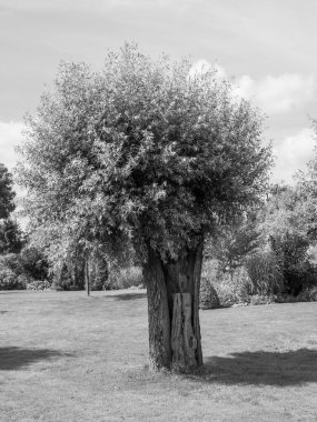 Hollanda 'daki bahçe