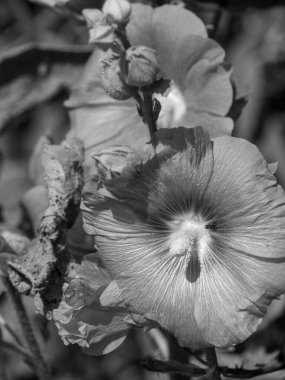 Hollanda 'daki bahçe