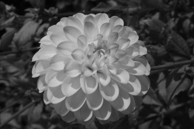 Westphalia 'daki Velen şehri