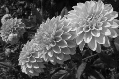 Westphalia 'daki Velen şehri