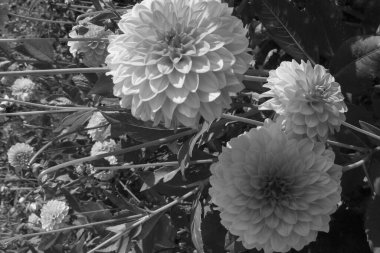 Westphalia 'daki Velen şehri