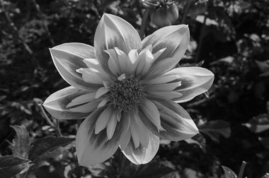 Alman Muensterland 'inde yıldız çiçekleri