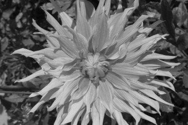 Alman Muensterland 'inde yıldız çiçekleri