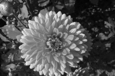 Alman Muensterland 'inde yıldız çiçekleri