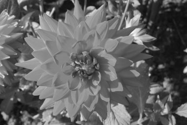 Alman Muensterland 'inde yıldız çiçekleri