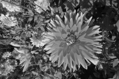 Alman Muensterland 'inde yıldız çiçekleri