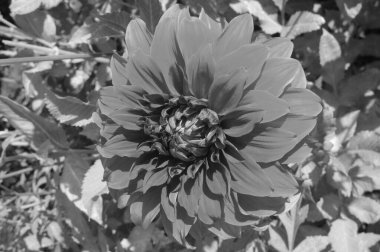 Alman Muensterland 'inde yıldız çiçekleri