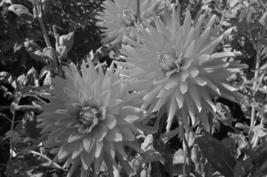 Alman Muensterland 'inde yıldız çiçekleri