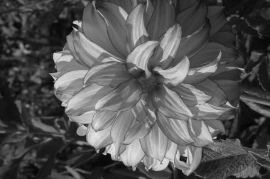 Alman Muensterland 'inde yıldız çiçekleri