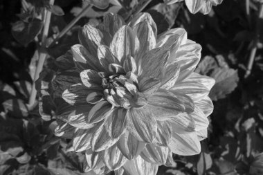 Alman Muensterland 'inde yıldız çiçekleri