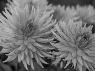 Alman Muensterland 'inde yıldız çiçekleri