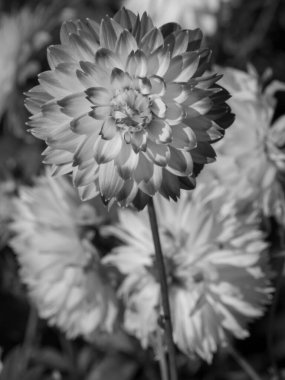 Alman Muensterland 'inde yıldız çiçekleri