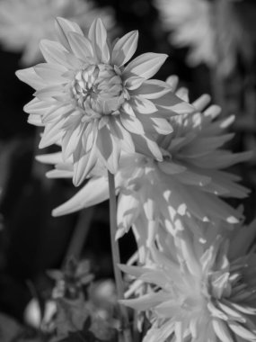 Alman Muensterland 'inde yıldız çiçekleri