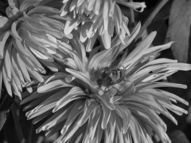 Alman Muensterland 'inde yıldız çiçekleri