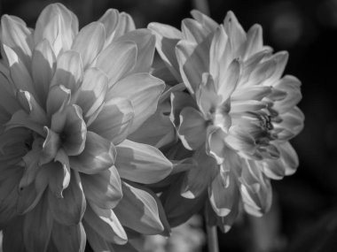 Almanya 'da çok yıldız çiçeği var.