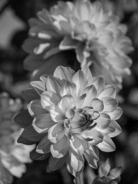 Almanya 'da çok yıldız çiçeği var.