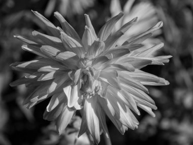 Almanya 'da çok yıldız çiçeği var.