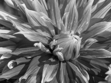 Almanya 'da çok yıldız çiçeği var.