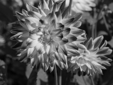 Almanya 'da çok yıldız çiçeği var.