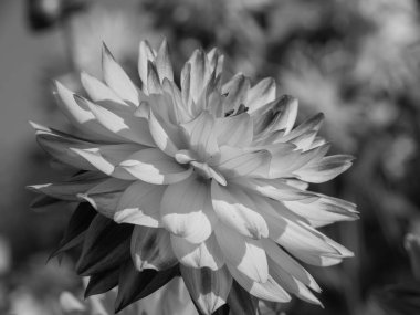 Almanya 'da çok yıldız çiçeği var.