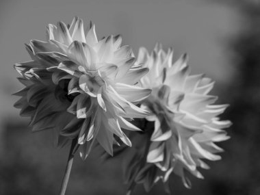 Almanya 'da çok yıldız çiçeği var.