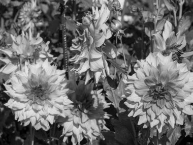 Almanya 'da çok yıldız çiçeği var.