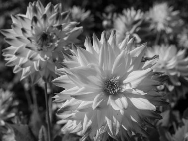 Almanya 'da çok yıldız çiçeği var.