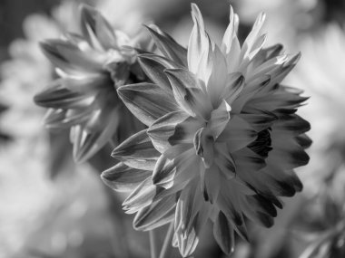 Almanya 'da çok yıldız çiçeği var.