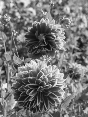 Almanya 'da çok yıldız çiçeği var.