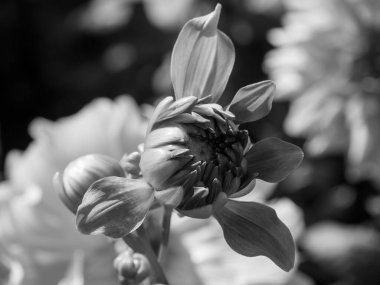 Almanya 'da çok yıldız çiçeği var.