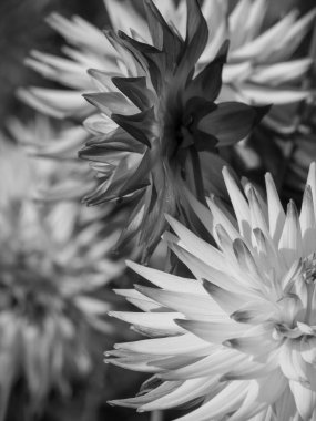 Almanya 'da çok yıldız çiçeği var.