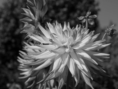 Almanya 'da çok yıldız çiçeği var.