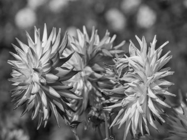 Almanya 'da çok yıldız çiçeği var.