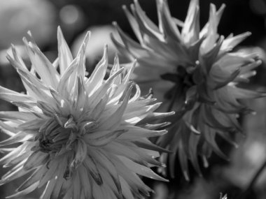 Almanya 'da çok yıldız çiçeği var.