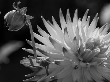 Almanya 'da çok yıldız çiçeği var.