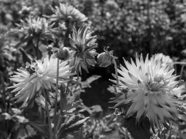 Almanya 'da çok yıldız çiçeği var.