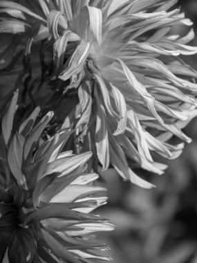 Almanya 'da çok yıldız çiçeği var.