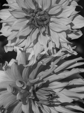 Almanya 'da çok yıldız çiçeği var.