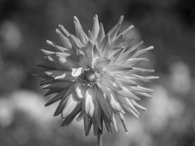 Almanya 'da çok yıldız çiçeği var.