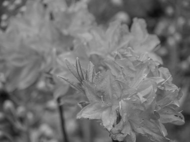 Hollanda 'da Winterswijk