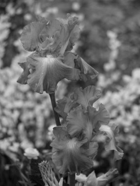 Hollanda 'da Winterswijk