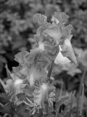 Hollanda 'da Winterswijk