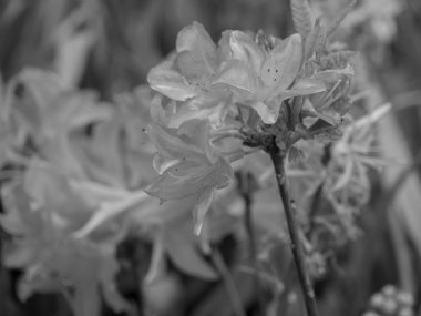 Hollanda 'da Winterswijk