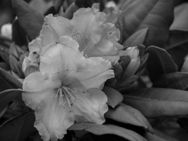 Hollanda 'da Winterswijk