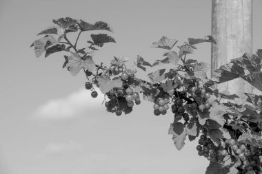 Westphalia 'da yaz zamanı